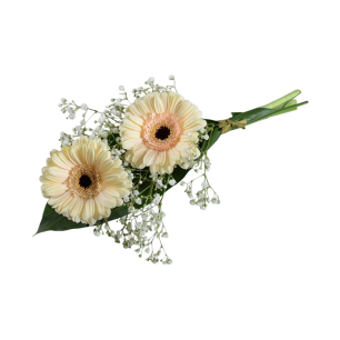 Två blekgula gerberablommor med små vita blommor och gröna blad, arrangerade i en bukett.